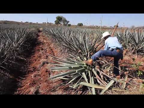 Making tequila, harvesting a blue agave plant in Mexico