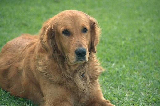 135 Female Indian Dog Names - Best Female Dog Names in India