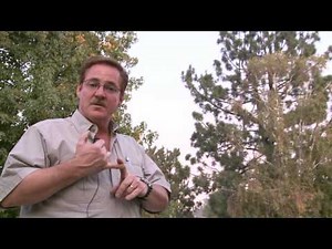 How to Get Rid of Crows