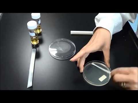 Antibiotic Sensitivity testing