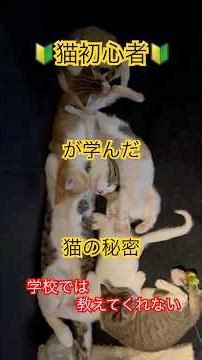 🎓猫初心者が学んだ🔰 ＃猫の神秘＃猫のいる暮らし #保護猫 #shorts