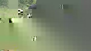 Moose are semiaquatic, meaning that their typical behavior includes spending significant time in water. But when they're on land and in need hydration, their long legs - which enable them to navigate deep winter snow with ease - present a bit of a complication. This video demonstrates two different ways moose overcome their gangly ways in the heat of summer. | MPG Wildlife