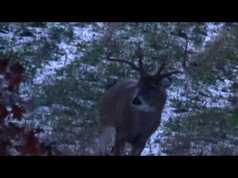 RUTCATION 2025 "I SAW GODZILLA!" Andrew's Pennsylvania Archery Bow Season Rut Hunt Clarion County Pa