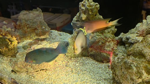 12 reactions | Check it out, the guys in the 180 are living their best lives, eating great and ready for a forever home!  | Seascape Studio | Facebook