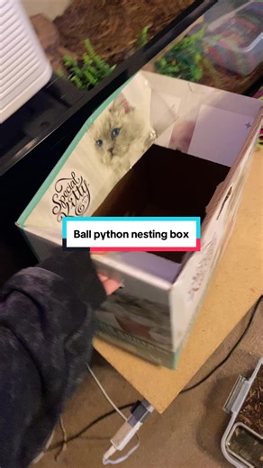 Snake Egg Incubation Box: Essential Tips for Breeders