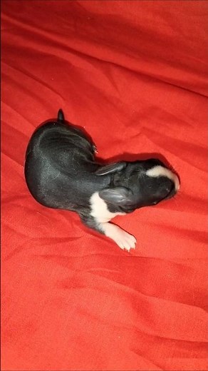 Cute baby bunny day 4 🐰🐇#rabbit #animal #bunny #cute