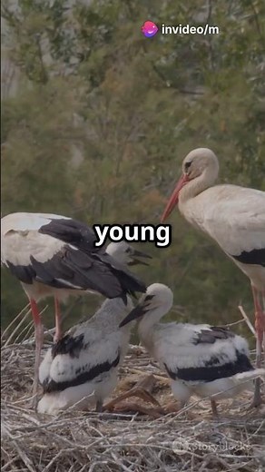 The Majestic Marabou Stork: Africa's Unique Scavenger