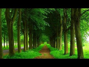 Natural Trees HD Wallpapers || Green Trees HD National Photography | Green Tree HD Wallpaper 2020