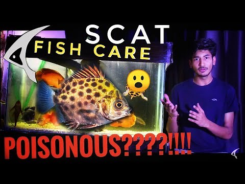 Scat Fish Full Care Guide :10 Things About Scat Fish :Must Watch This Video Before Keeping Scat Fish