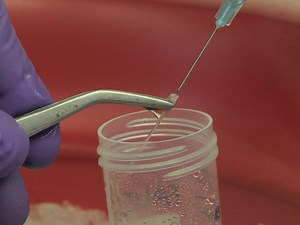 Visualizing Non-lytic Exocytosis of Cryptococcus neoformans from Macrophages Using Digital Light Microscopy