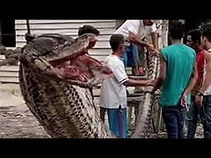 Snake Eats Man