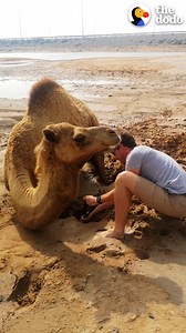 Camel is stuck in quicksand and it takes 15 people to try and dig her out! | The Dodo