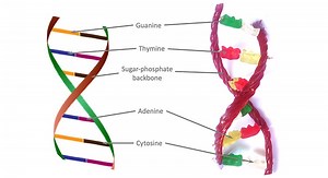 Make A Candy DNA Model | STEM Activity