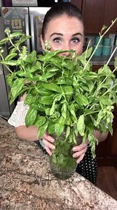I love growing fresh basil in the summer. Here’s how I dry it in my oven for later use! MrsHappyHomemaker.com | Mrs Happy Homemaker