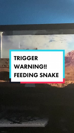 boa constrictor, feeding it a live rat •.• #fyp#boaconstrictor#foryou#viral