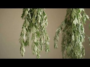 Mugwort - A Wild Edible, Medicinal, and Magical Herb