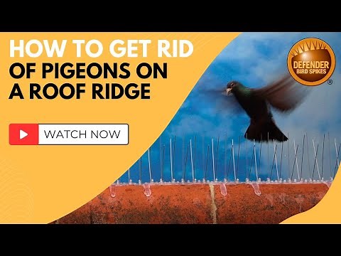 Defender Curved Ridge Spikes | How to get rid of pigeons on a roof ridge using bird spikes
