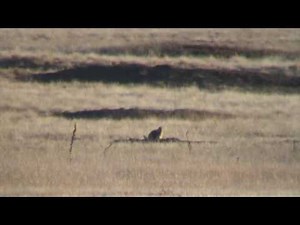 Prairie Dog Hunting 22 250