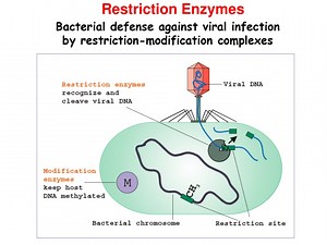 Restriction Enzymes - SlideServe