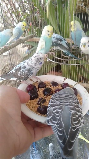 This Amazon bird toy is SO COOL#birds#parrot #birdslover #budgis #lovebirds #budgiegar #cute #health