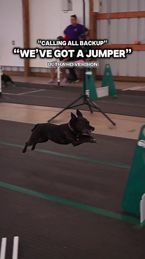 Amazing Flyball Performance by a Talented Dog