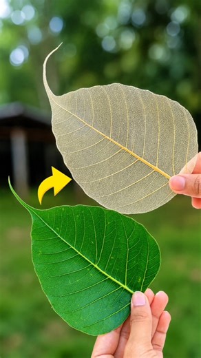 How to Make Leaf Skeleton at Home 🍃 #shorts #ytshorts