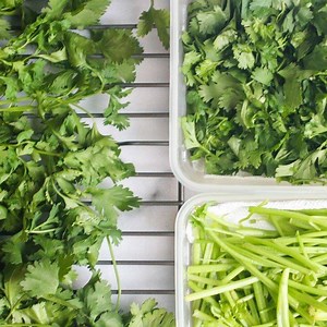 4 ways to store cilantro! Check out my tips, mom's, and 2 of my blogger friends so you never have any cilantro go to waste. Method https://ministryofcurry.com/fresh-cilantro/ #ministryofcurry #cilantro #coriander #mealprepping | Ministry of Curry