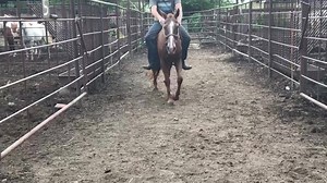 0889 ***ACTIVE FUNDRAISER** Sorrel Mare 14.3hands Pics posted in comments. $800 - $100 off - new price is $700 DEADLINE : 8/2/18 PAYPAL ADDRESS : candshorses79@gmail.com Please Include your name , address and tag number in the notes. Lot is located in WISTER, OK. NO REFUNDS, GUARANTEES OR EXCHANGES. By sending payment , you agree and acknowledge this. Please PM the page with any questions. DO NOT EMAIL THE PAYPAL ADDRESS ! Please include your name and phone number in the PayPal notes . | Arkie/O