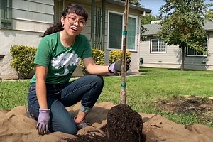 Learn the best way to plant a tree