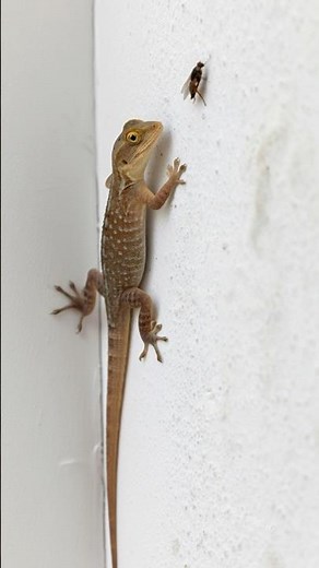 Amazing Lizard Sound 🦎 Effect | Gecko Chaos Over One Tiny Housefly! (Sound On 🔊)