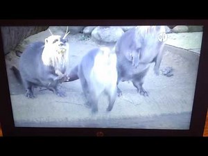 PBS Kids Channel Program Break (2017)