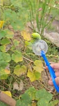 Oleander hawk-moth insect