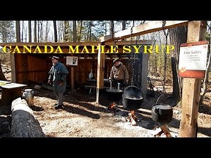How is Maple Syrup Harvested and made in Canada