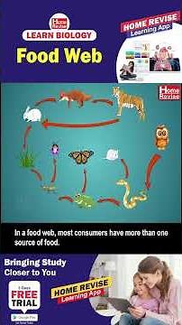 Food Web | Learn Biology with Home Revise
