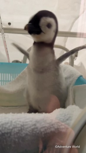 アドベンチャーワールド 公式 on Instagram: ". ＼ エンペラーペンギンの赤ちゃんの成長記録🐧／ 【10月21日撮影 21日齢】 2025年9月30日に誕生したエンペラーペンギンの赤ちゃん。 真ん丸なおなかが愛らしい♡ 今朝の様子をお届け！ この後、親鳥の代わりとなる若いペアの元へと移動しました♪"