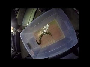 Swim your snakes when constipated