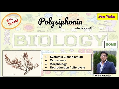Polysiphonia || Morphology and Life cycle || Bsc || Free PDF notes || by Viologia EXtrema