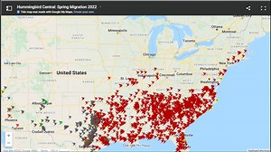 Hummingbirds begin migrating up north