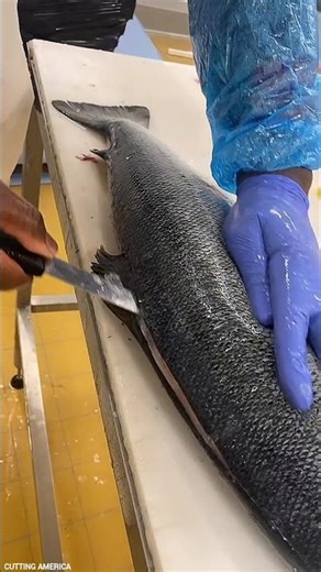 Expert Salmon Filleting Skills || Sharp Knife, Smooth Salmon!!