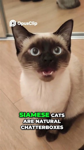 Siamese Cats: The Talkative, Clever, Velcro-Like Companions You Never Expected