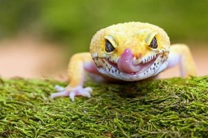 What Do Geckos Eat?