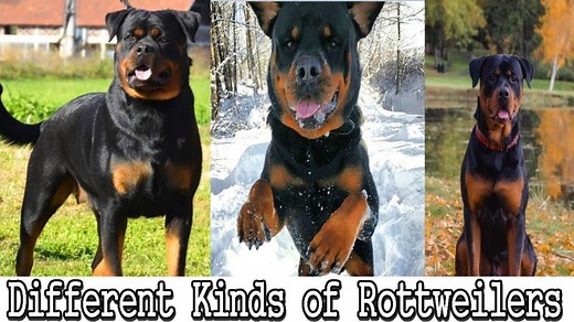 Serbian Rottweiler Vs German Rottweiler - Who Is Easier To Train? - Rottweiler Life