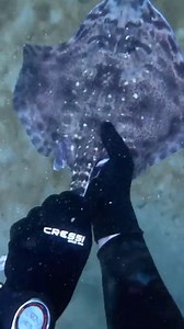 Attacked by a stingray #spearfishing #stingray