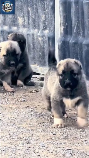 Kangal: From Puppy to Beast