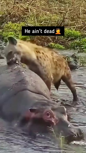 Hyena tries to eat the Hippo alive #wildlifeplanet #wildlifelover | The Wildlife Fact