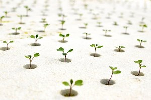 Growing Mediums for Hydroponics | Pure Greens Container Farm