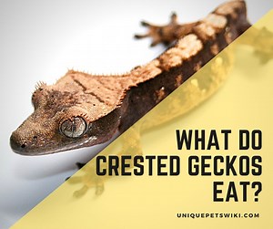Crested Gecko Diet: A-Z Crested Gecko Food List And Feeding Guide