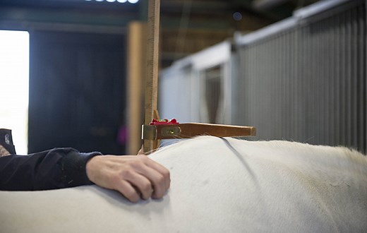 How are horses measured? Why "hands high"? Horse & Hound explains