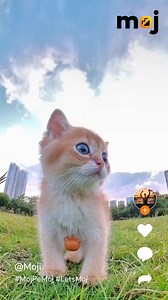 Watch Cute Short Videos on Moj. Download Now | Moj