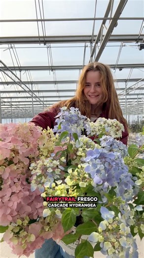 Fairytrail Fresco Cascade #hydrangea new in garden centers in 2026! 🌸 | Proven Winners ColorChoice Flowering Shrubs